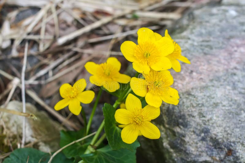 Spring Yellow Flowers Blooming in a Park. Stock Image Image of