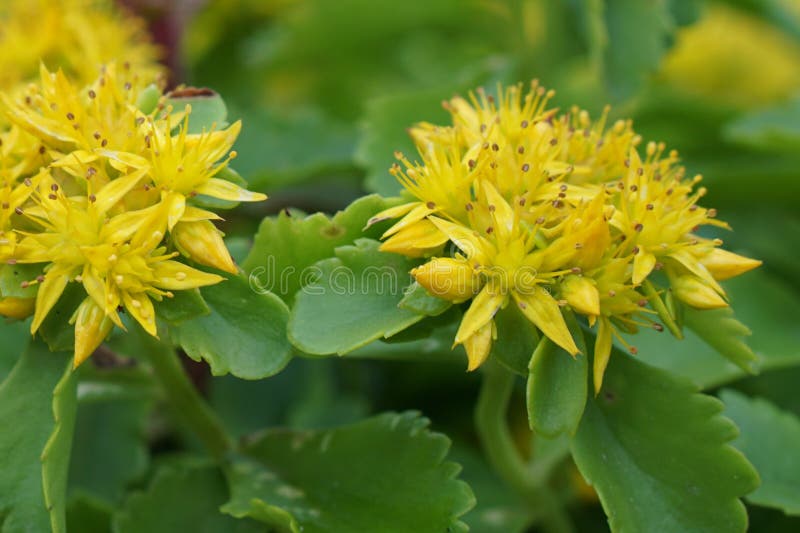 Spring Yellow Flowers Flowers Sedum Stock Image - Image of composition ...