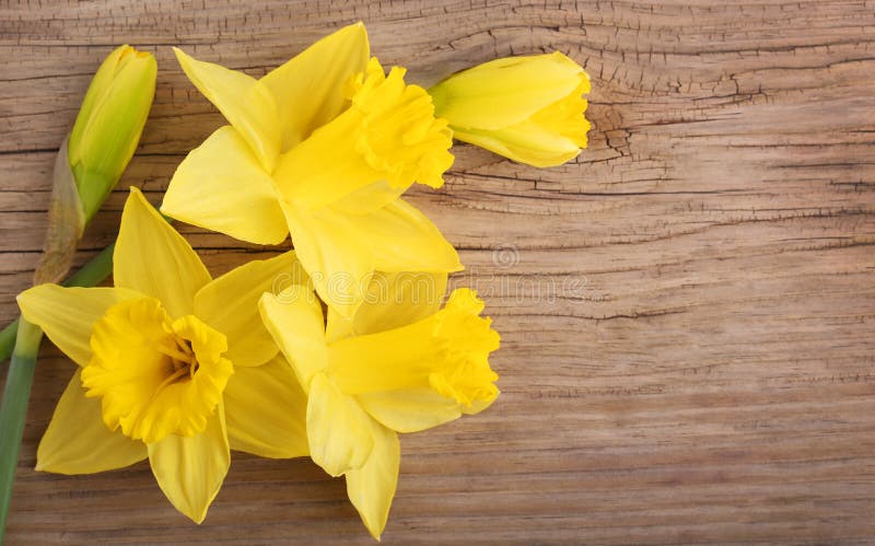 Spring yellow flowers. Narcissus on wood