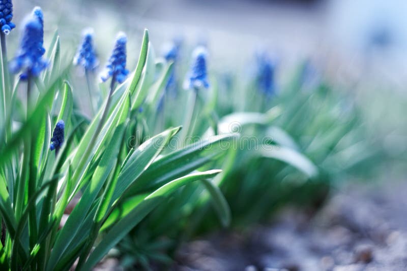 Spring young blue flowers