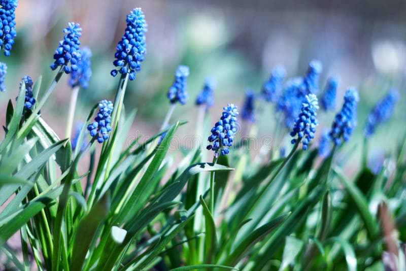 Spring young blue flowers