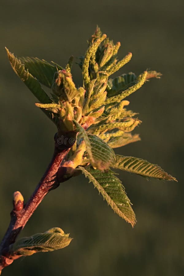 Spring young evolving lanceolate leaves and flower buds of broadleaf trees, possibly common hazel tree Corylus Avellana. stock photography