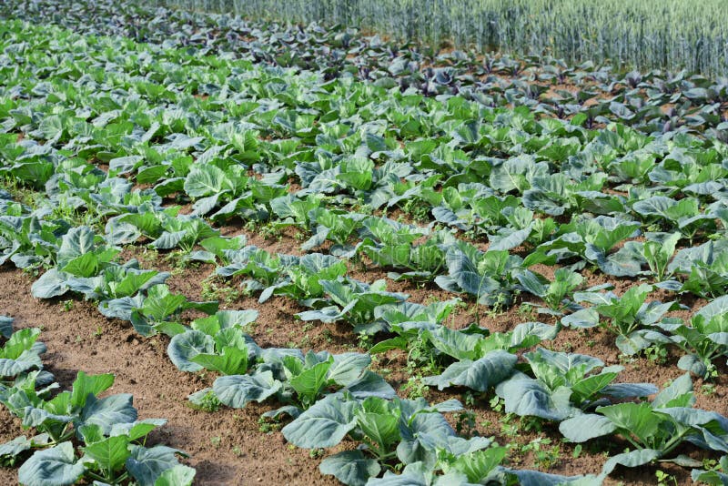 In Spring, Young Green Cabbage Plants Grow on Brown Soil in a Vegetable