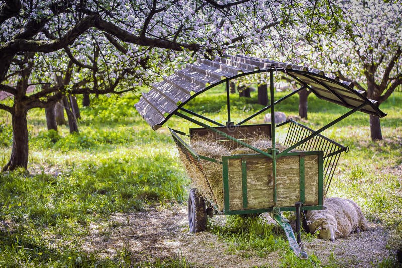 Spring, a young sheep dreams. royalty free stock photos Spring, a young sheep dreams. royalty free stock photos