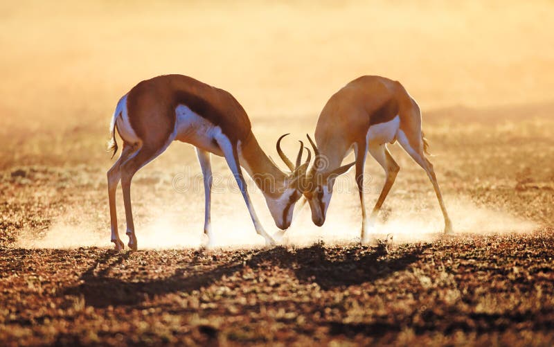 Springbock som är dubbel i damm royaltyfria bilder Springbock som är dubbel i damm royaltyfria bilder
