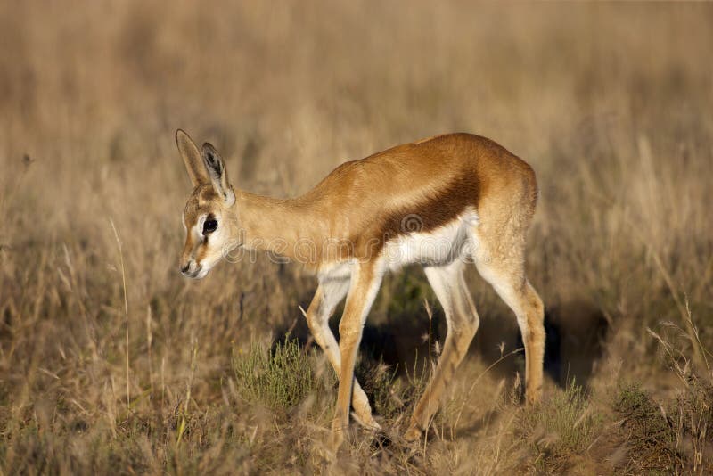Springbok stock image