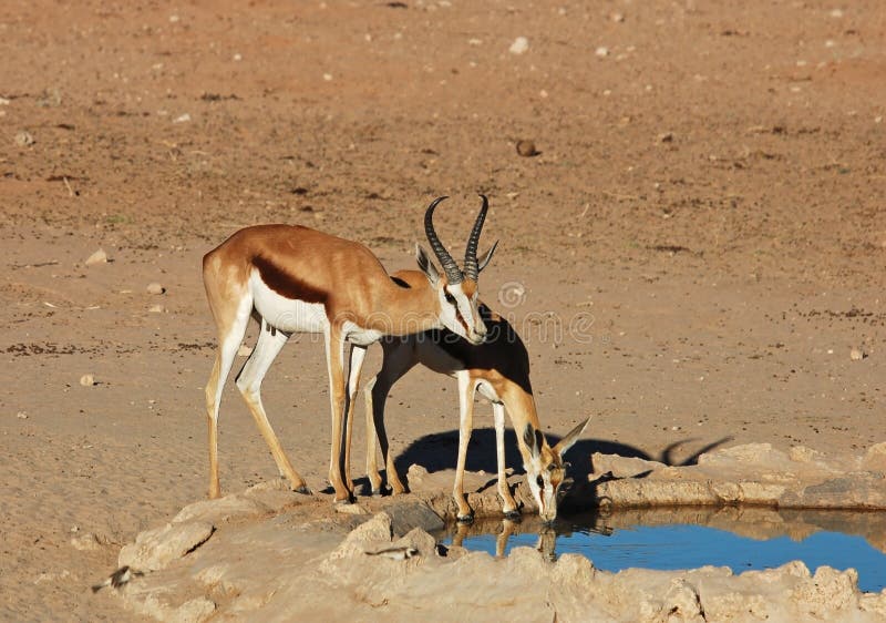 Springbok antelope (Antidorcas marsupialis)