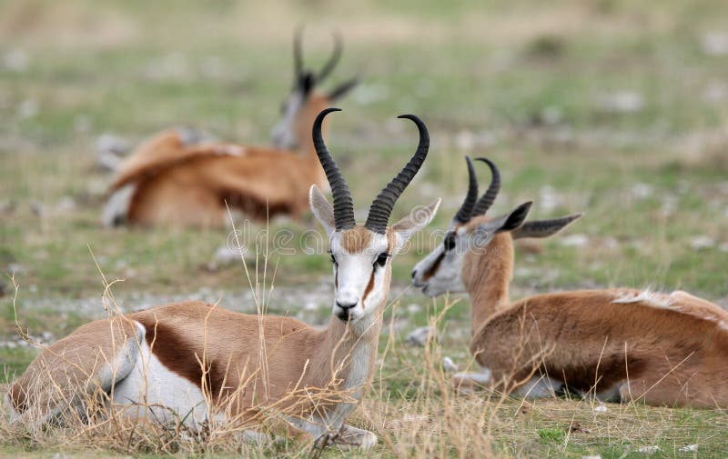 Springbok antelopes royalty free stock images