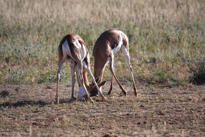 Springbok fight