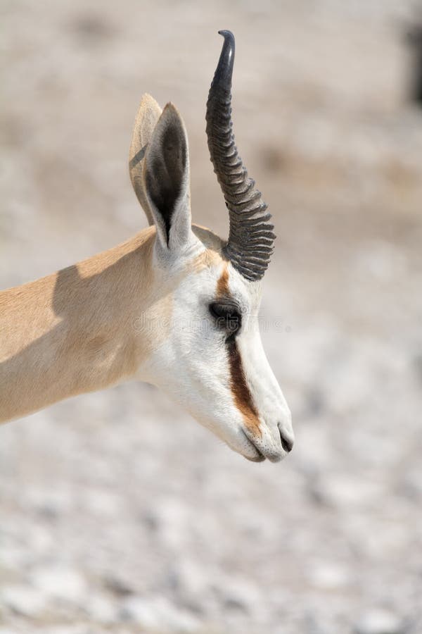 Springbok, headshot photo libre de droits Springbok, headshot photo libre de droits