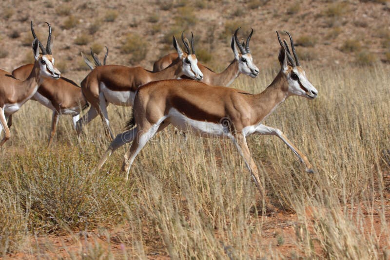 Springbok herd