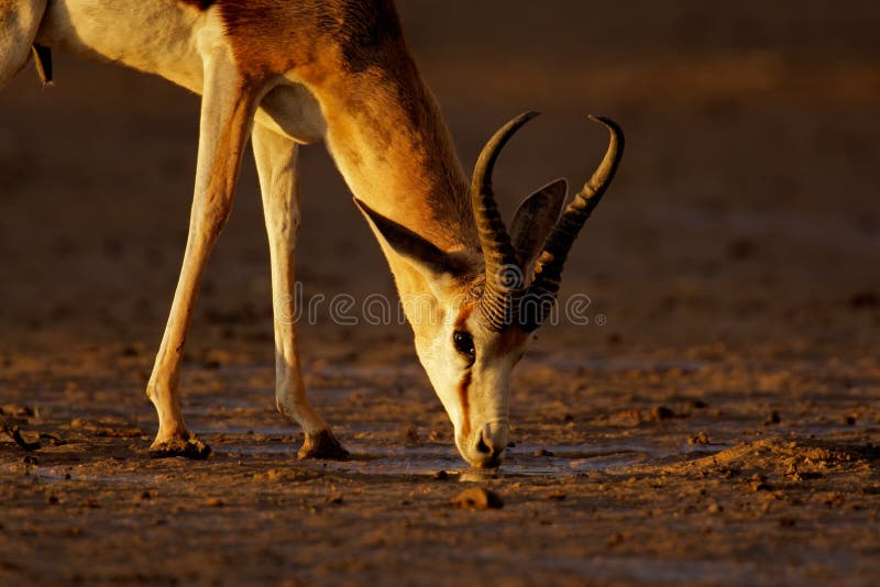 A springbok antelope (Antidorcas marsupialis) drinking water in late afternoon light, Kalahari desert, South Africa. A springbok antelope (Antidorcas marsupialis) drinking water in late afternoon light, Kalahari desert, South Africa