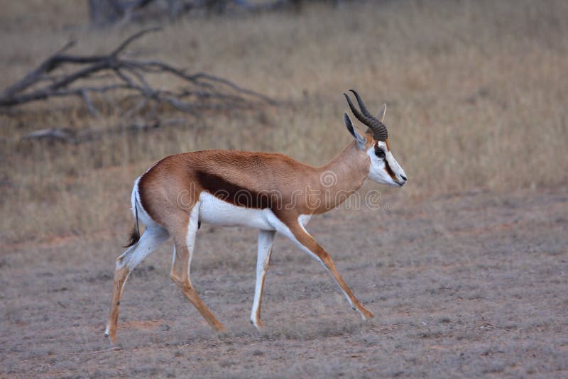 Springbok walk