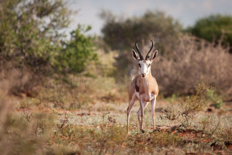 Springbokram het staren stock fotografie Springbokram het staren stock fotografie
