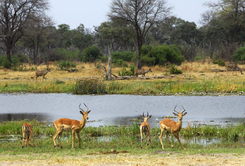 Springboks royalty free stock photography