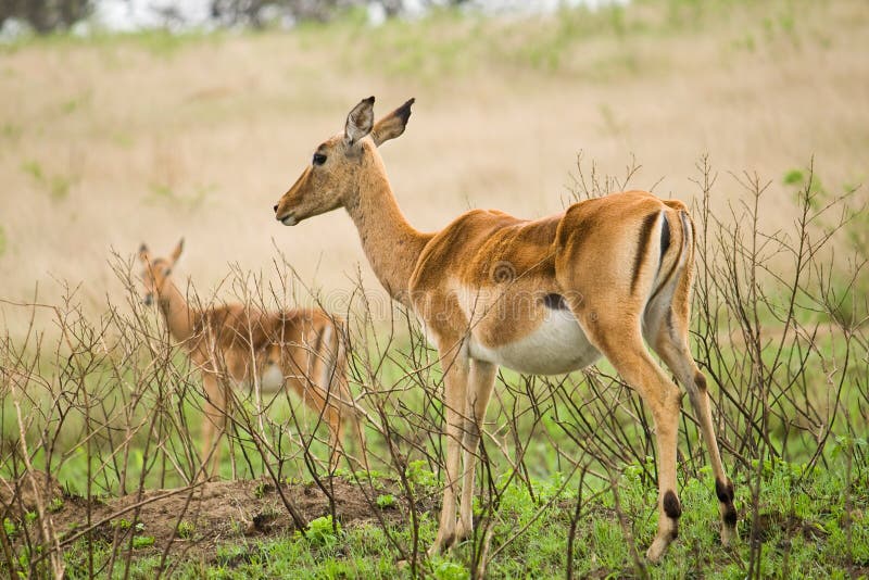 Springboks royalty free stock photography