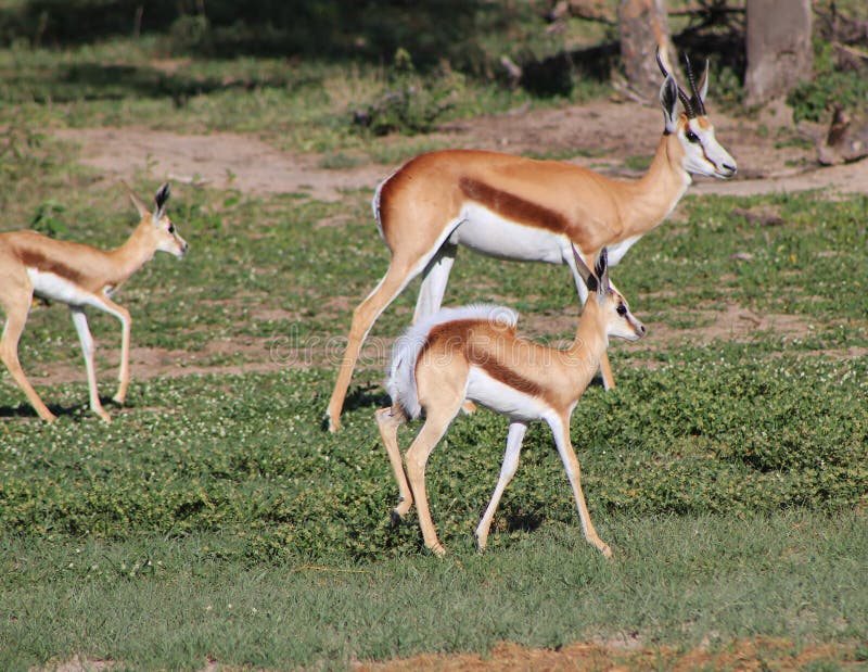 Springbuck - Animal moms from Africa