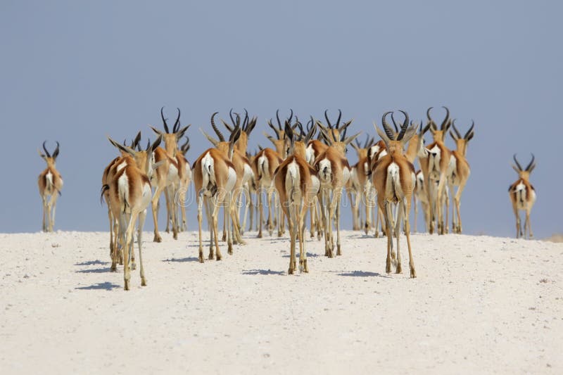 Springböcke an etosha Nationalpark stockbilder Springböcke an etosha Nationalpark stockbilder