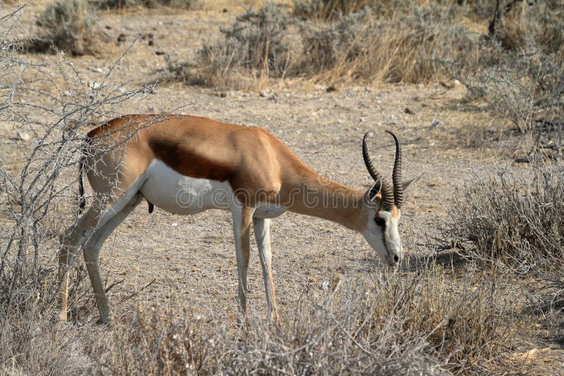 Springböcke in Etosha-Park in Namibia stockbild Springböcke in Etosha-Park in Namibia stockbild