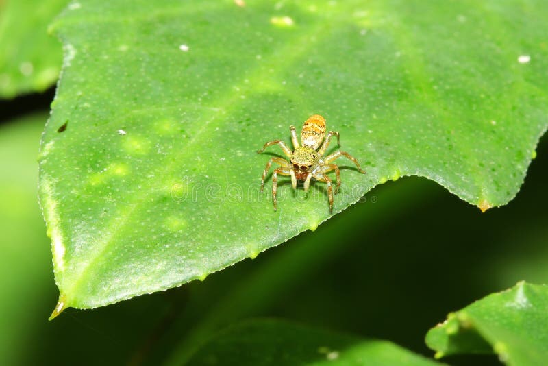 Springen Sie Spinne auf grünem Blatt lizenzfreies stockbild Springen Sie Spinne auf grünem Blatt lizenzfreies stockbild