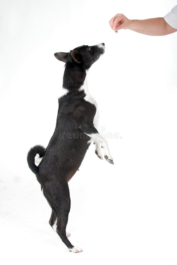 Springende Hond Basenji royalty-vrije stock fotografie Springende Hond Basenji royalty-vrije stock fotografie