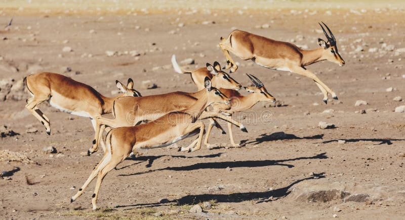 Springende Impalaantilope, Afrika-Safariwild lebende tiere lizenzfreie stockbilder Springende Impalaantilope, Afrika-Safariwild lebende tiere lizenzfreie stockbilder