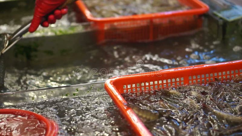 Springende Livemeeresfrüchtegarnele im chinesischen Markt Hand, die Garnele für Verkauf nimmt