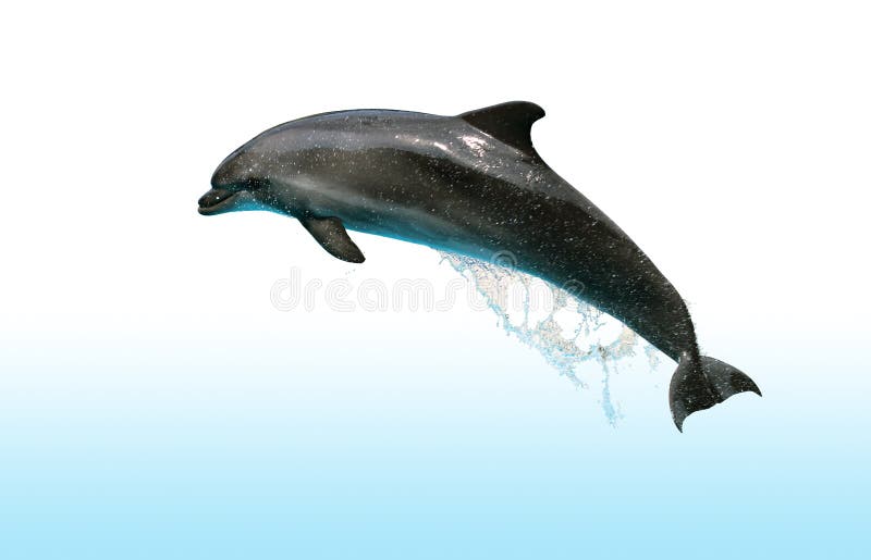 Springender Delphin stockfoto Springender Delphin stockfoto
