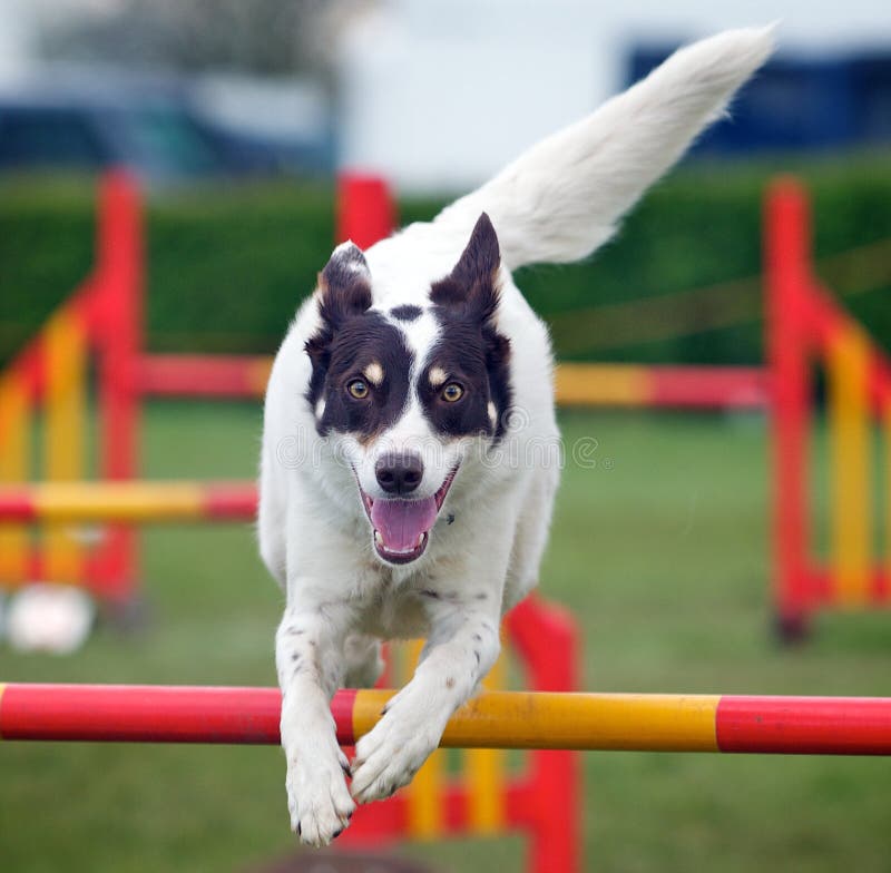 Der Hund Fang Bis Springend Ein Ball Stockfoto Bild von draußen, spaß