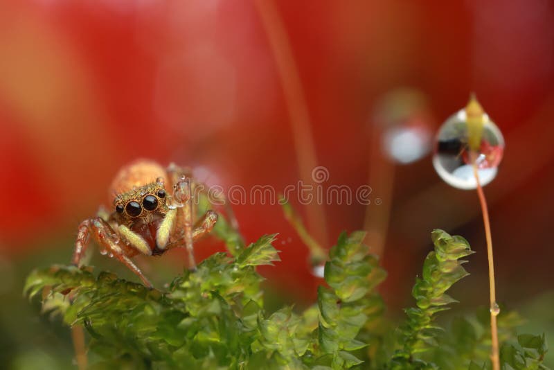 Springender Spinnen- und Wassertropfen auf roter Blume der Natur stockfotos Springender Spinnen- und Wassertropfen auf roter Blume der Natur stockfotos
