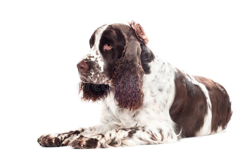 Springer Spaniel Dog Holding a Leash in Its Mouth Stock Photo Image
