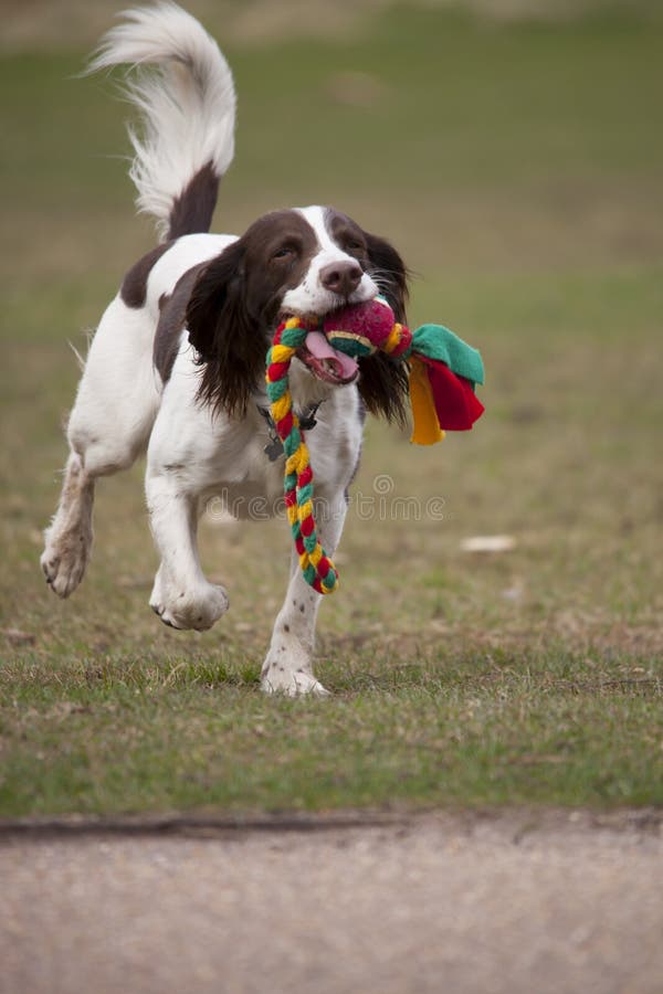 Springer Spaniel Dog Holding a Leash in Its Mouth Stock Photo Image