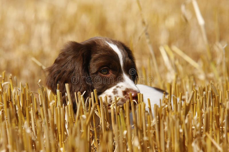 Springer Spaniel Puppy