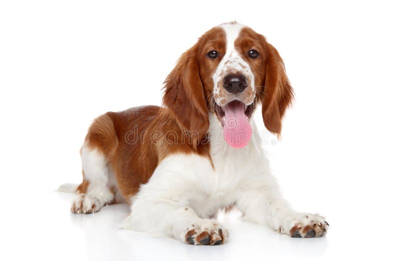 springer spaniel white