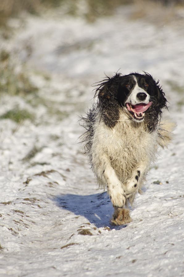 Springer spaniel in snow