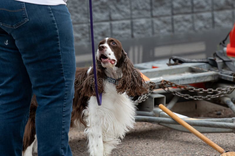 Springerspanieln som ser det, är förlagehanteraren som indikerar ett fynd arkivbild Springerspanieln som ser det, är förlagehanteraren som indikerar ett fynd arkivbild