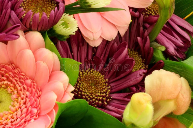 Macro of springtime daisies and snapdragons