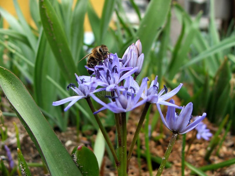 Bee on flower. Bifolia stock images, royalty-free photos and pictures