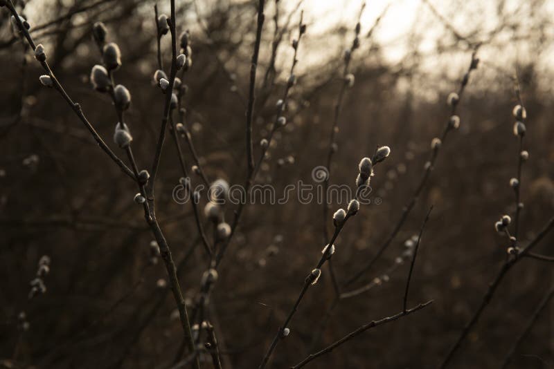 Willow tree with catkins. Springtime black and white concept image stock images