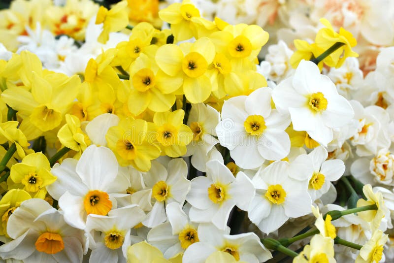 Springtime blooming yellow, white and apricot color daffodils, spring blossoming narcissus flowers