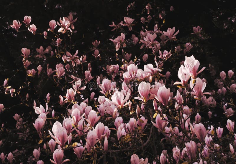 Springtime blooms of the pink magnolia bush