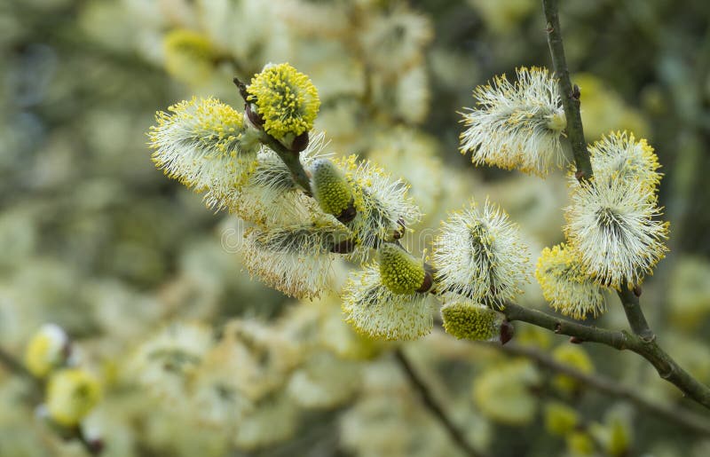 Springtime Catkins on Willow Tree Stock Photo Image of ament, fluffy