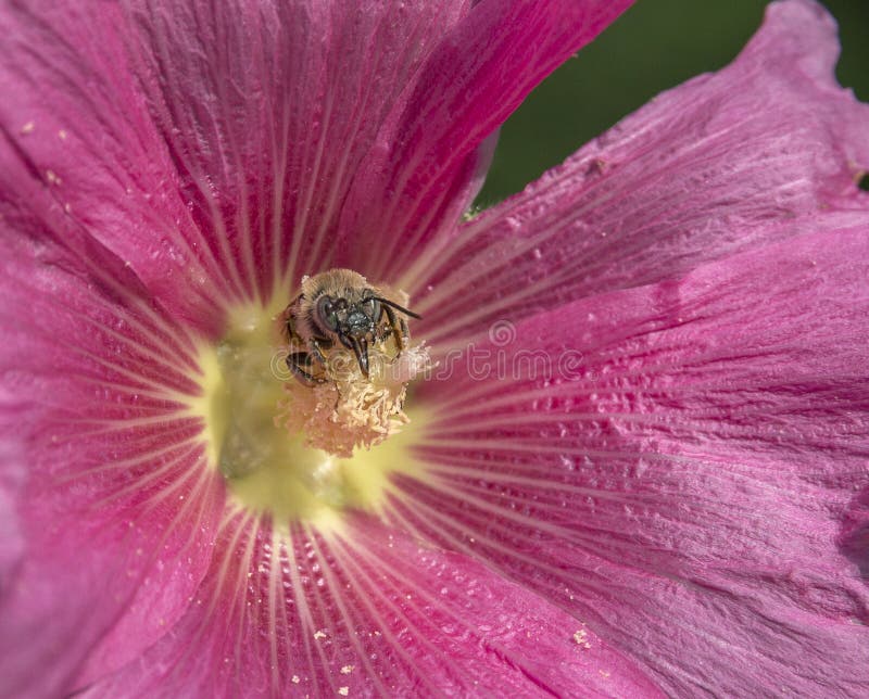 Closeup of a Honey Bee Pollinating a Bright Red Flower. Stock Image