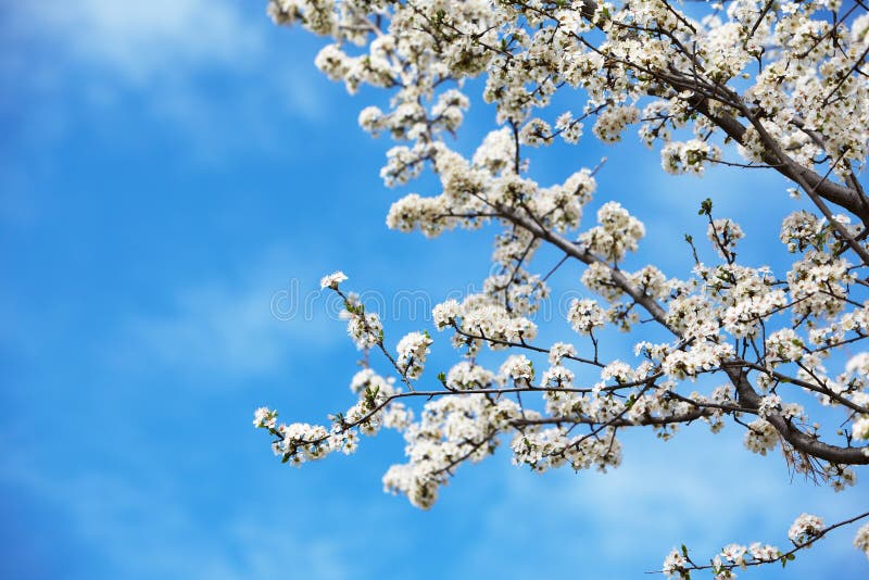 Springtime flowers