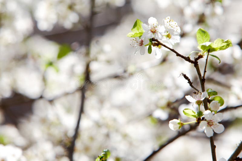 Springtime flowers