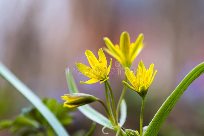 Springtime flowers closeup