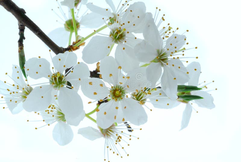 Springtime flowers on tree