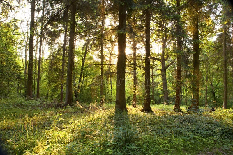 Springtime forest