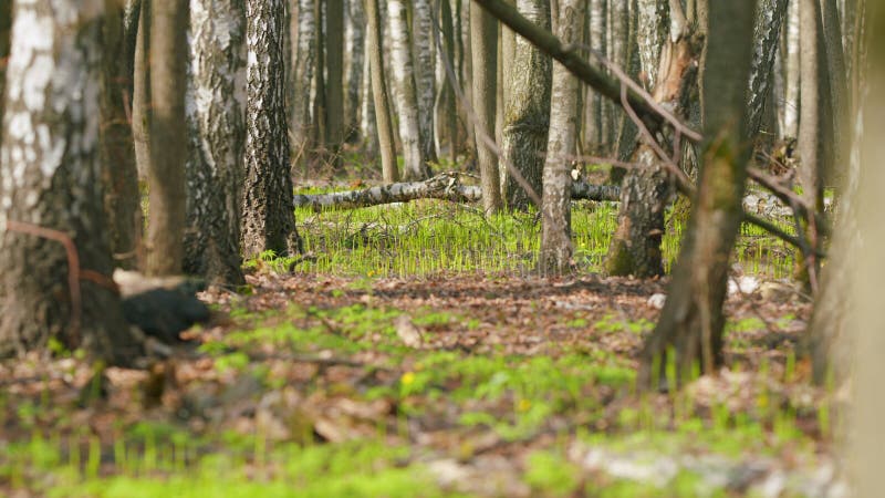 Springtime in forest in Europe. Beautiful deciduous forest in spring time. Rack focus. stock photo