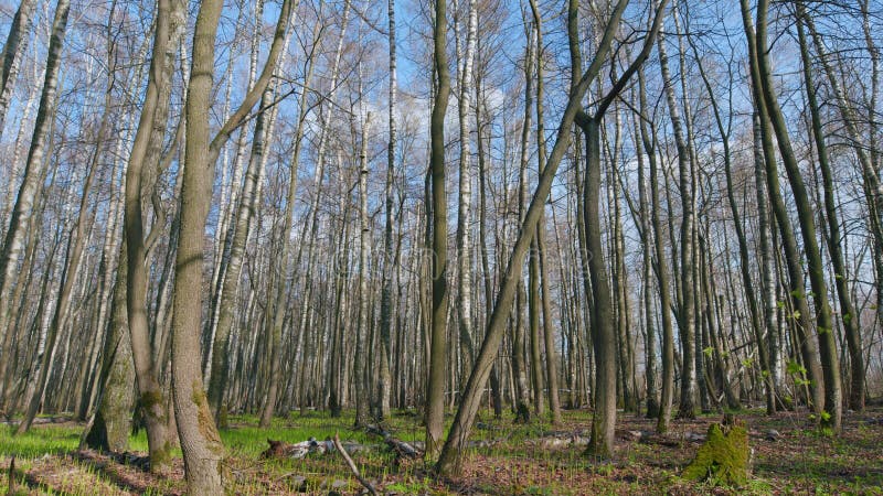 Springtime in forest in Europe. Beautiful deciduous forest in spring time. Wide shot. Pan. royalty free stock photo